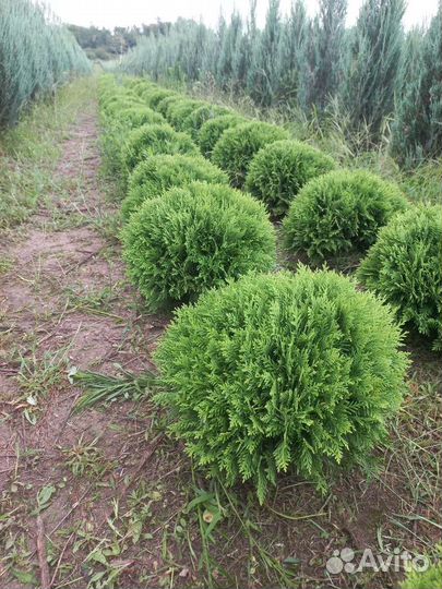 Туя смарагд