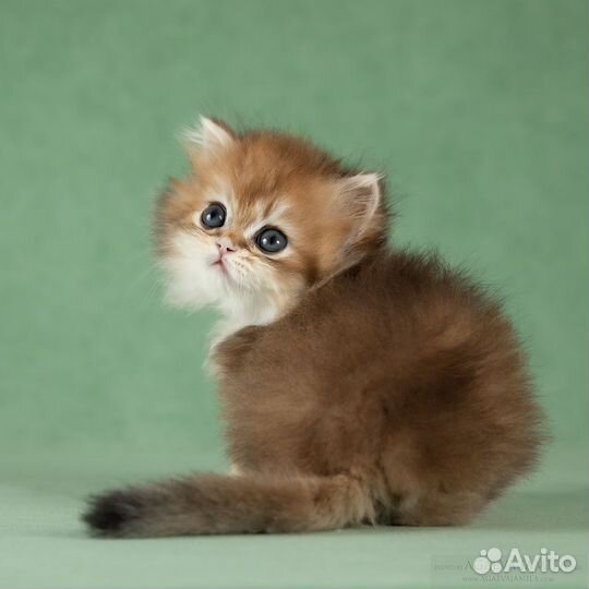Котята золотые британские длинношерстные шиншиллы
