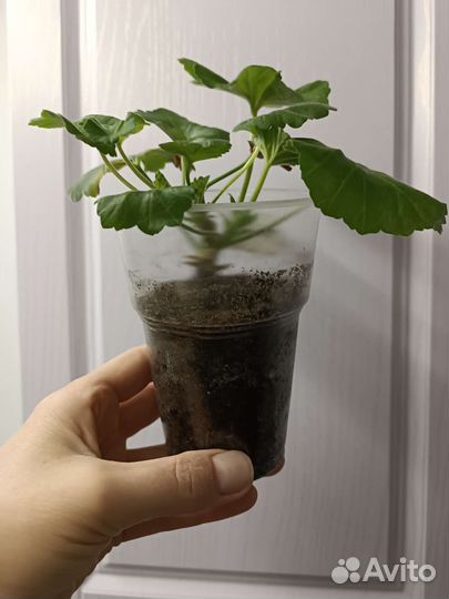 Пеларгония герань