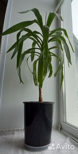 Пальма юкка