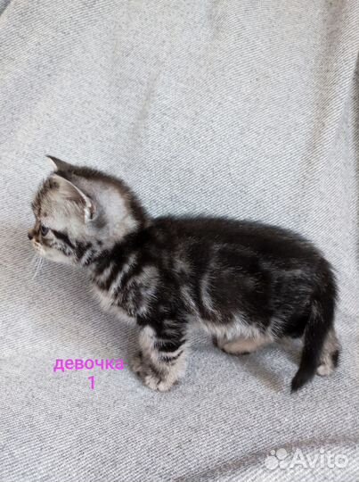 Котята британцы