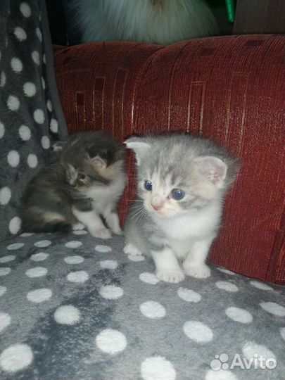 Котята в добрые руки бесплатно