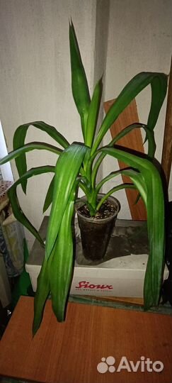 Комнатные цветы