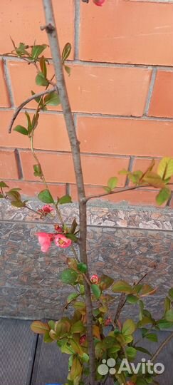 Декоративные кустарники