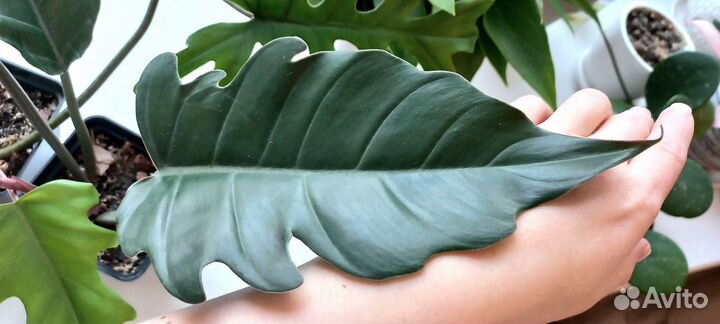 Филодендрон майо