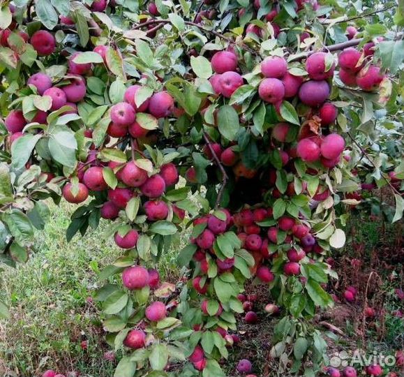 Саженцы яблони М-9