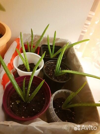 Алоэ вера детки