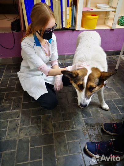 Стерилизация собак на дому