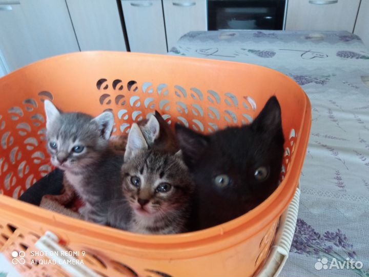 Котята в добрые руки бесплатно