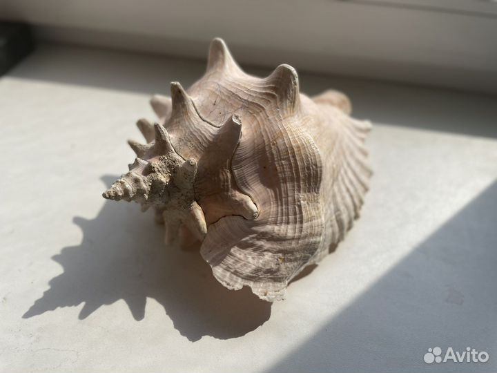 Морские ракушки раковины