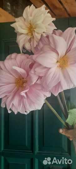 Георгин 3шт огромный