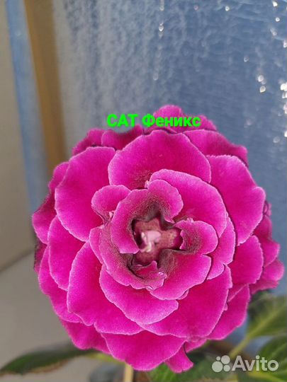 Глоксиния махровая. Листы, клубни, детки