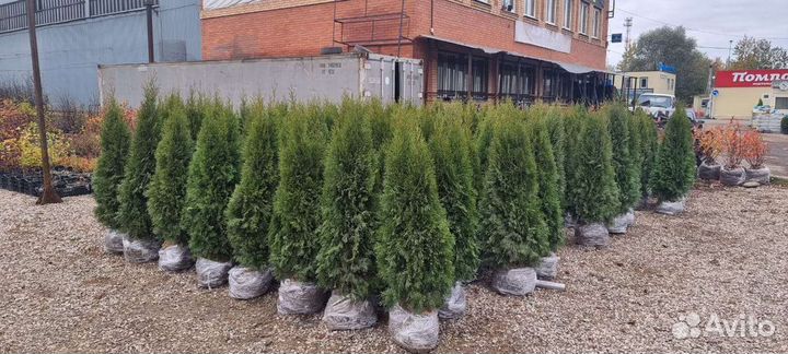 Туя смарагд