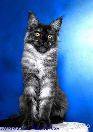 Кошка в любимки