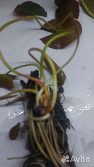 Кувшинки для пруда