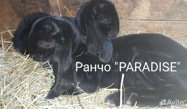 Козлята камори