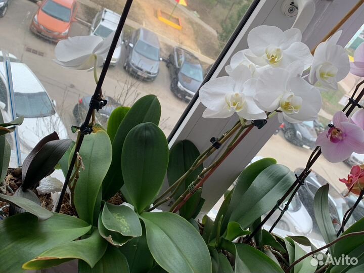Орхидея фаленопсис токио каскад крупная
