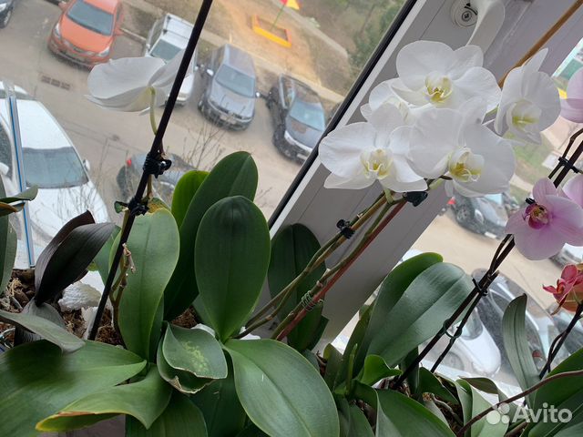Орхидея фаленопсис токио каскад крупная