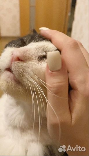 Котик Марс очень ищет дом, спасен от смерти