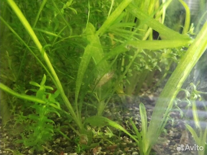 Аквариумные креветки амано