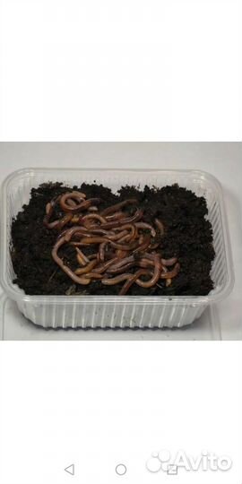 Червь дендробена