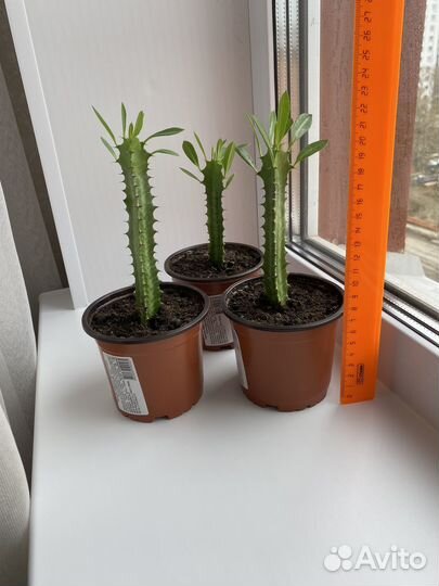 Молочай трехгранный