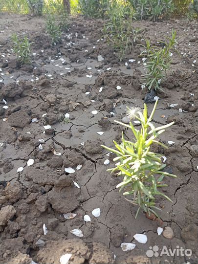 Сантолина, розмарин