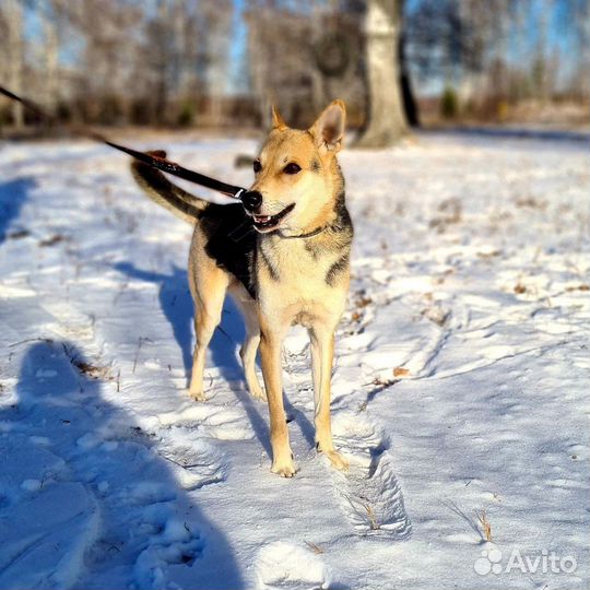 Вольт ищет дом