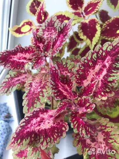 Колеусы сортовые