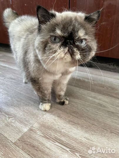 Кошки в добрые руки бесплатно