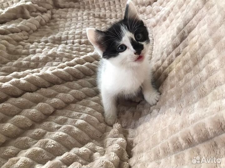 Солнечные котята ищут дом)