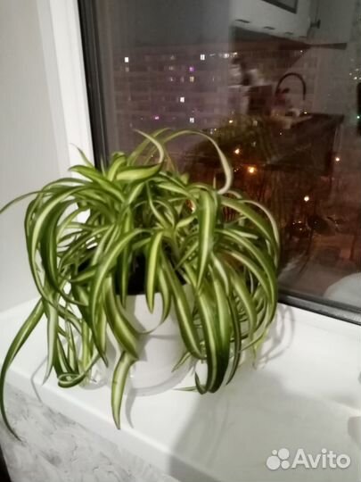 Хлорофитум