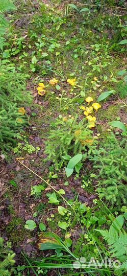 Грибы лисички в наличии