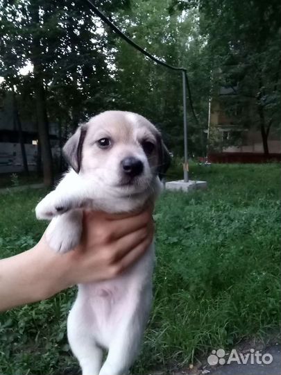 Щенки Джек Рассел Терьер