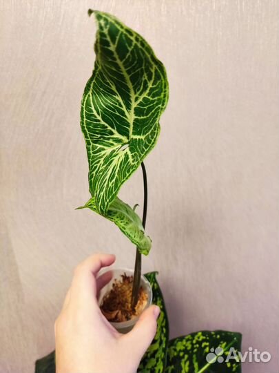 Филодендрон вайт визард