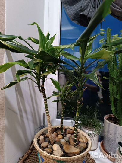 Толстянка, сансевиерия и др