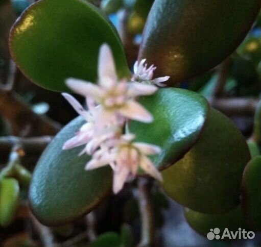 Счастье в Дом - с Этими Цветами