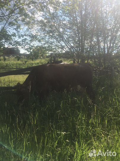 Корова джерси