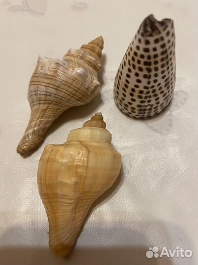 Морские ракушки раковины для аквариума