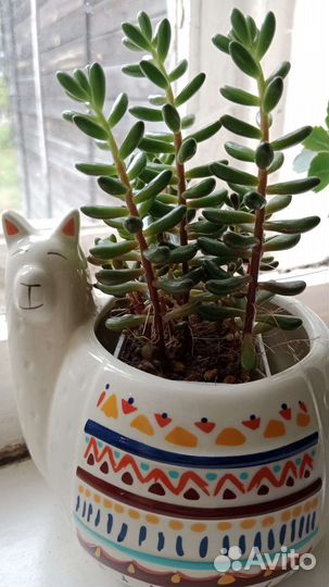 Суккулент седум рубротинктум