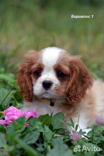 Щенки кавалер кинг чарльз спаниель