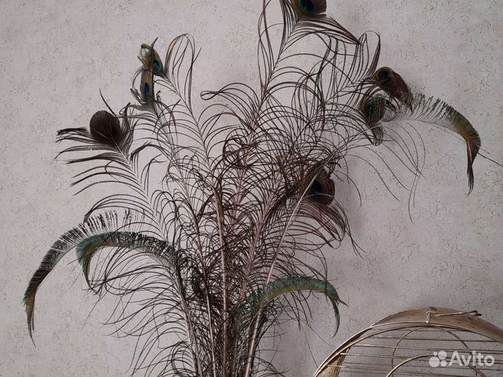 Павлиньи перья