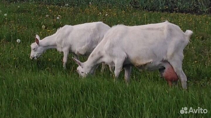 Дойные козы