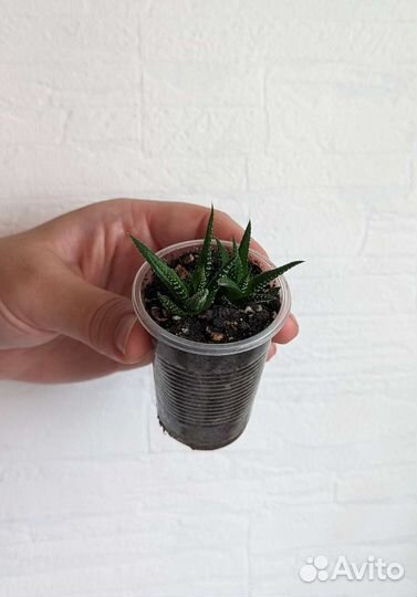 Суккуленты