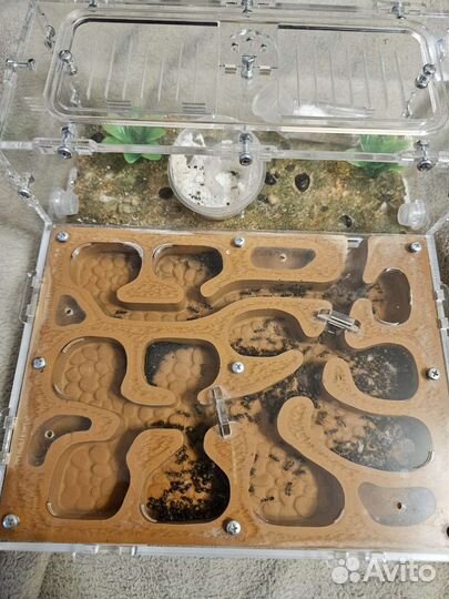 Формикарий муравьиная ферма