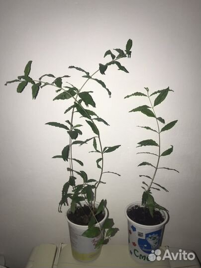 Гранат комнатный карликовый Бейби