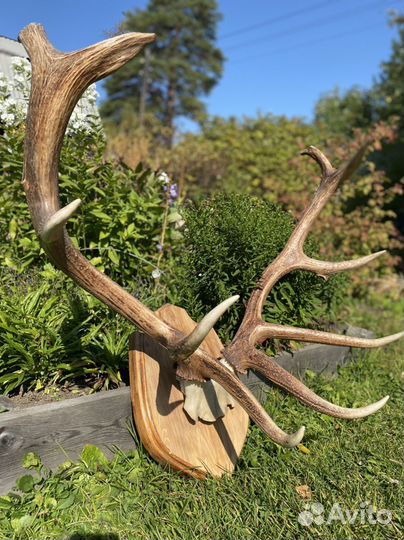 Рога изюбра