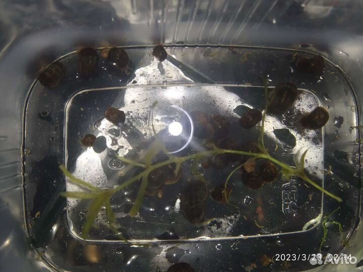 Улитки катушки. Бесплатно