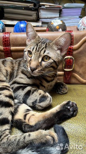 Потерялся кот