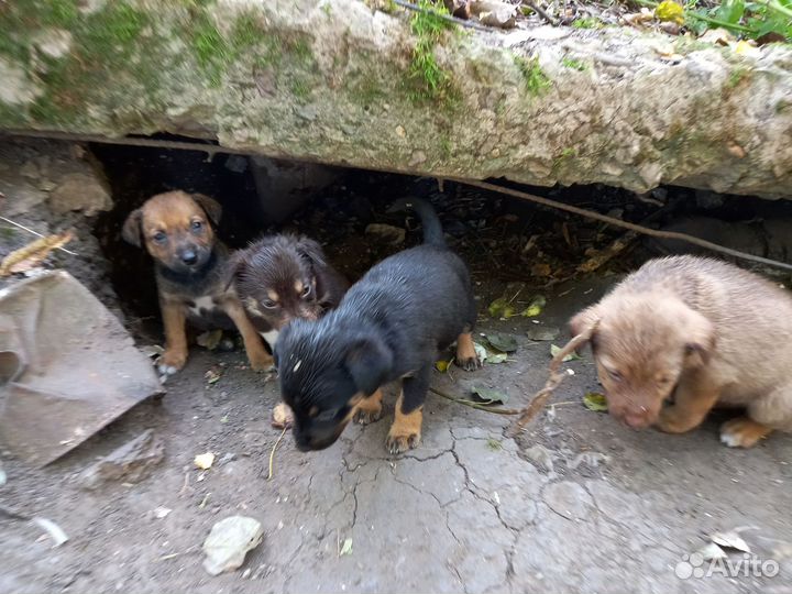 Щенки